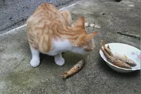 猫咪有身孕了，主人煎了几条溪鱼给它吃，这鱼真香，好有爱