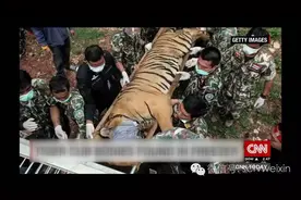 揭露泰国"虎庙"真相 动物表演背后的血泪史图片