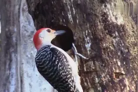 啄木鸟捉虫捉出一条蛇，小样敢吓我？看我不啄死你视频封面