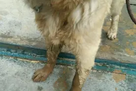 金毛趁主人睡觉在泥地里撒欢，男子表示：说吧，想清蒸还是红烧？图片