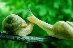 蜗牛依靠两颗脑细胞就能做决定？！图片