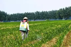 一辈子种地的母亲图片