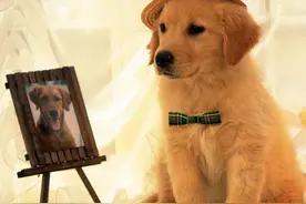 有些人都喜欢给狗狗带些鱼骨头，和卖鱼市场的鱼内脏之类的，好吗图片