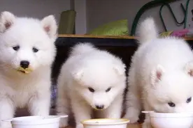 家中的狗狗会挑食吗？那狗狗的挑食和喂养到底有没有关系呢？图片