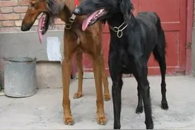 纯种的中国细犬濒临灭绝，也许它作用不大了，但请留住它们！图片