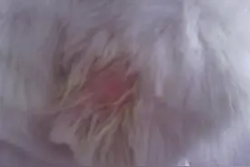 夏季是狗狗皮肤病的高发时期，看看你家狗狗中招了么？图片