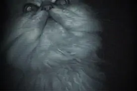 你可知道关于猫的几种灵异传说？图片