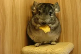 龙猫真有说的那么难养吗？看看别人怎么说图片