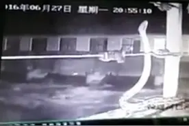 三道堰上演“狂蟒之灾” 这条蛇也太大了图片