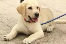 导盲犬南方示范基地招募义工啦，萌萌哒狗狗需要你的陪伴！图片