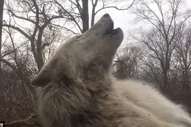 美国一懒萌灰狼回应狼嚎 闭眼懒得起身图片