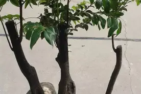 小叶紫檀怎么从小养到大，日常怎么养护？图片