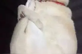 还记得那只抱腿睡觉的柴犬么，它终于还是被p图大神们盯上了...图片