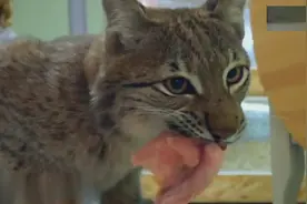 不要认为猞猁很难养，一天两个鹅翅就能喂饱，比哈士奇还省钱！