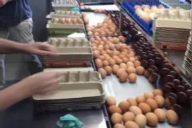 超市盒装鸡蛋为何那么贵？揭秘鸡蛋加工全过程！视频封面