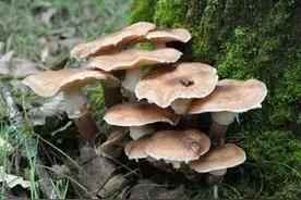 榛蘑的形态特征图片