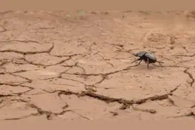 垃圾清道夫，屎壳虫搬运这么多土球是用来做什么的呢