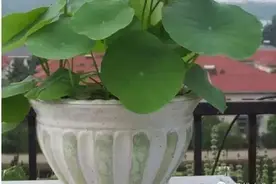 莲花能种在家里？ 手把手教你碗莲家庭栽培方法！图片