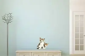 猫奴丨爱猫却不能养，于是假装自己养了喵主子图片