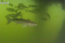 码头底部藏着的大鱼，黄立鲳黄脚立鲈鱼视频封面