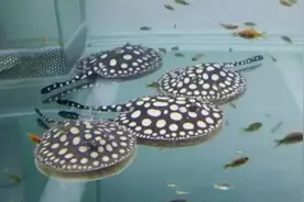 养魟人易犯！须忌六点!图片