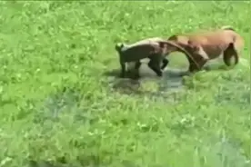 猴子总是欺负狗狗，今天猴子碰见一只猛犬，看猴子被咬的有多惨！