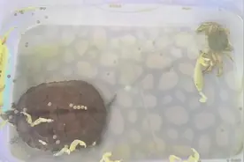 家里养只乌龟好不好？视频封面