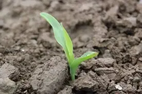 农技帮 | 夏玉米苗期注意事项，必读！图片