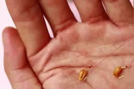 卡麦饵上饵方法，用卡麦夏钓大鲫小鱼不闹钩的正确方式