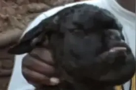 动物奇缘：肯尼亚惊现诡异的人脸山羊图片