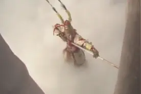 孙悟空居然在如来的掌心玩起了手指，真是太逗了！