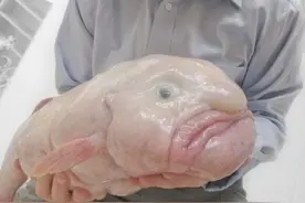 动物奇缘：最丑水滴鱼蝌蚪状体型扭曲丑脸图片