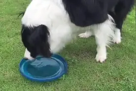 第一次见狗狗喝水，跟不要命似的，最后喝累了往旁边直接一倒休息图片