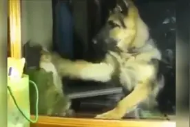 看看萌萌的德牧宝宝怎么收拾小猫咪！图片