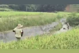 老家捉稻花鱼，鱼儿好肥美图片