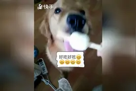 当狗爱上雪糕！意想不到图片