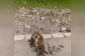 连打架都萌！土拨鼠就这样在路边开战图片