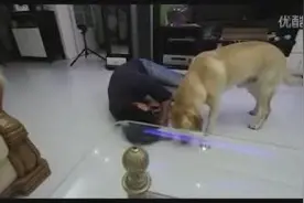 主人假装晕倒，看完感触很深请善待你家的狗狗图片