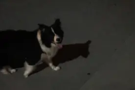 主人为边牧解开绳子，忠心狗狗不放心主人，每走3步都要回头看看图片