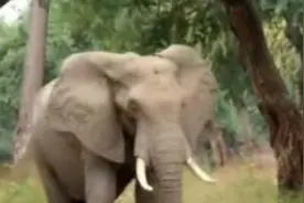 大象头上“破洞” 兽医在里面发现可怕之物