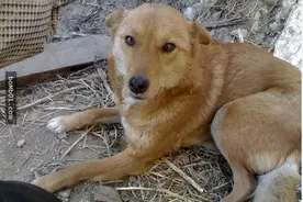 一只走失流浪狗的故事图片