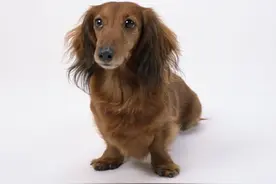 夏天，很多狗狗都会剪毛，在给狗狗剪毛的时候应该注意什么？图片