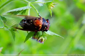 现在每天都会听到知了在树上叫，却不知道蝉蜕竟有如此功效！图片