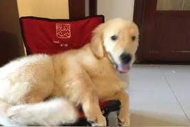 面对主人独宠猫咪，金毛居然做出了举动，让我哭笑不得图片