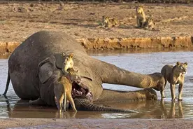 鳄鱼上岸与正在享受美餐的狮群抢食，母狮携崽来迎战图片