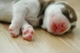 哈士奇的一生的蜕变，从小到长大！图片