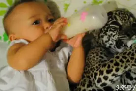 婴儿和幼豹一起躺着喝牛奶，两个“萌物”之间的趣味比赛！图片