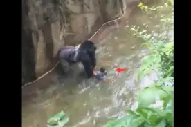 小孩掉进大猩猩的巢穴，接下来这一幕，谁都想不到图片