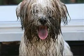 夏日炎炎，汪汪和泥巴最配哦~~图片