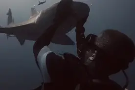 爱上鲨鱼的男人，与鲨鱼共舞已成潜水例行公事，有一天竟突然..图片